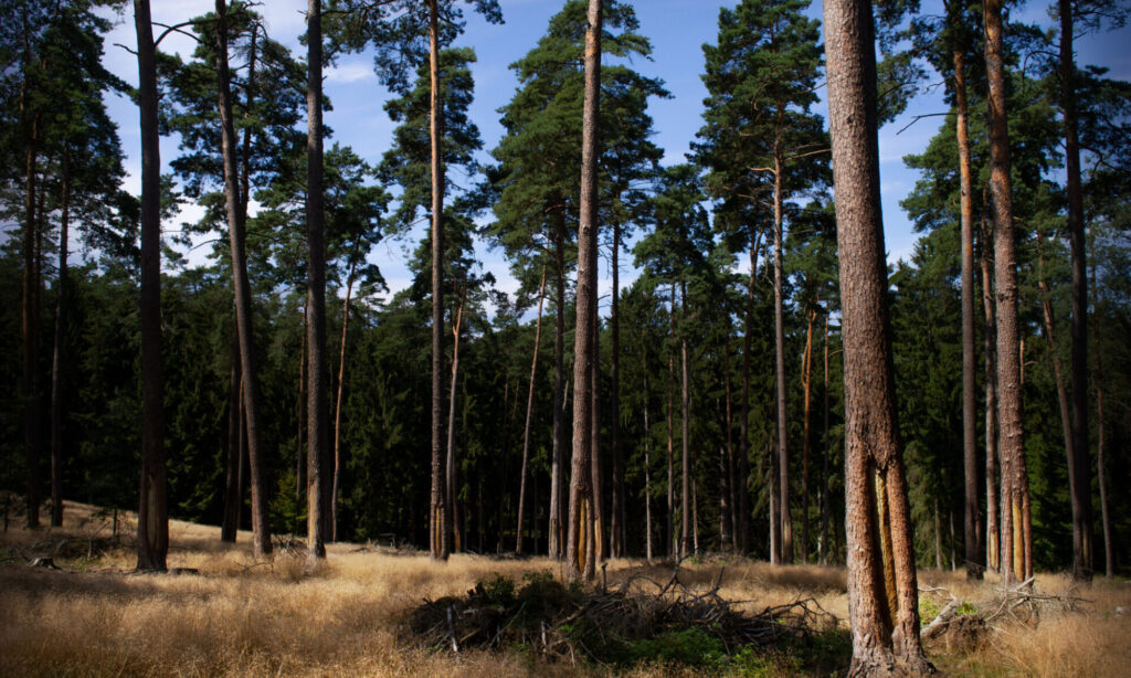 Geharzter Kiefernbestand