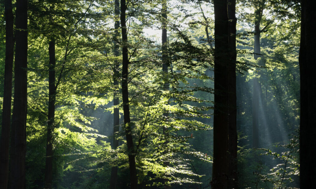 Buchenbestand im Sommer