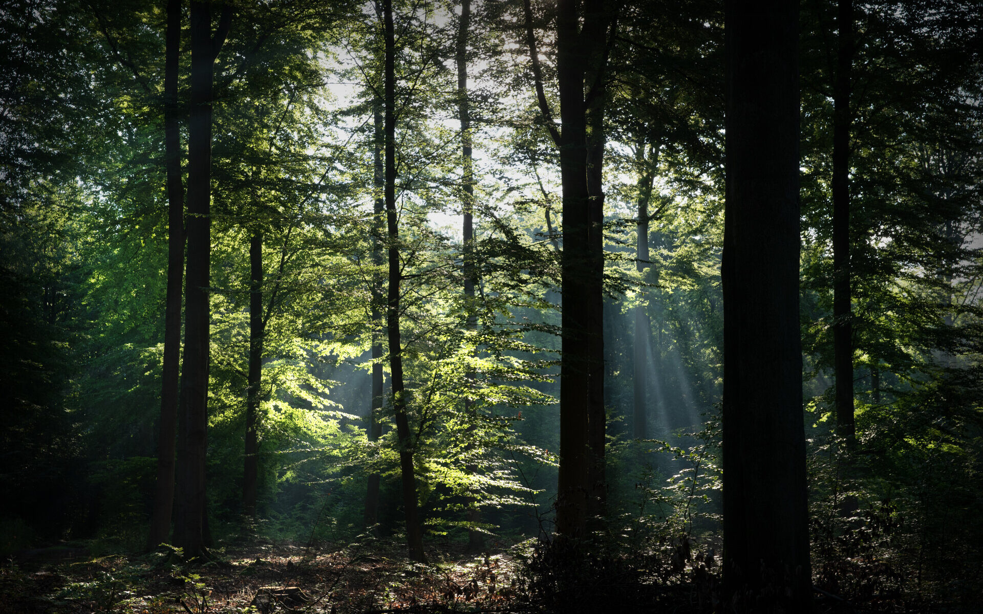 Buchenbestand im Sommer