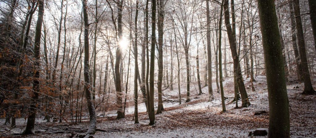 Buchenbestand im Winter mit Schnee